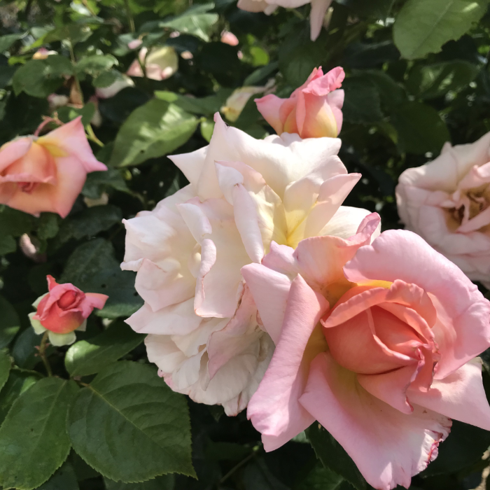 lisa rose quadr 7x7 img 2237